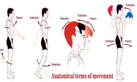 Anatomical Terms of Movement (2023)