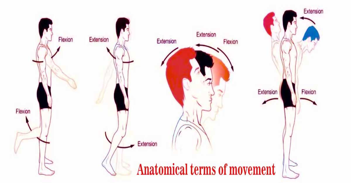 Anatomical Terms of Movement (2023)