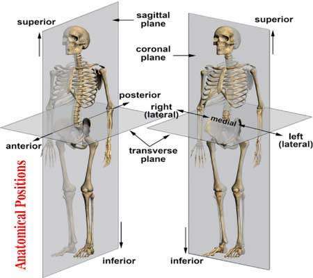Anatomical-positions