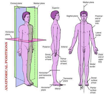 Anatomical Terms Positions