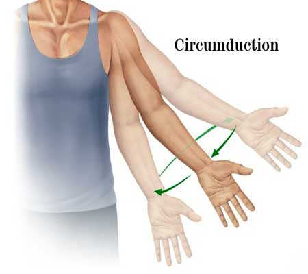 Circumduction-Movement