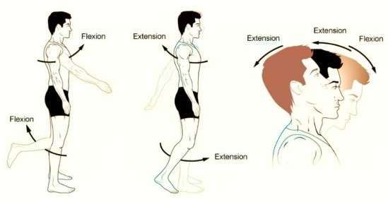 Flexion Extension -Anatomical terms of movement