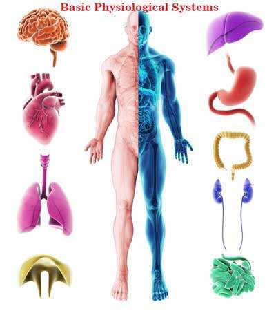 What is Physiology? Human-Physiological Systems
