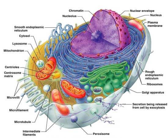 Human-Cell-Structure. What is pathophysiology?