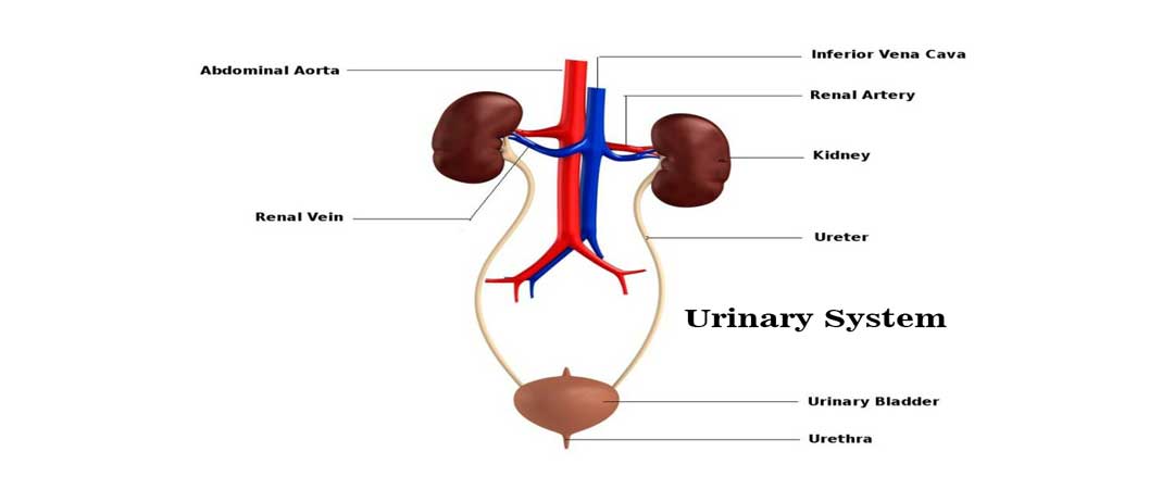 Urinary System (2023)
