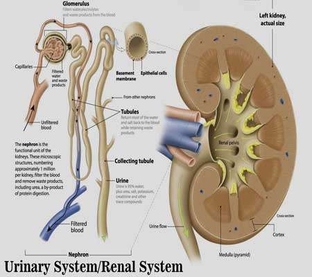 Internal Structure of the Kidney