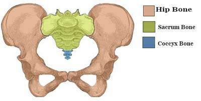 Pelvic-bone-articulating-with-Sacrum-and-Coccyx-bones