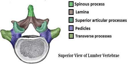 Superior-View-of-a-Lumbar-Vertebrae