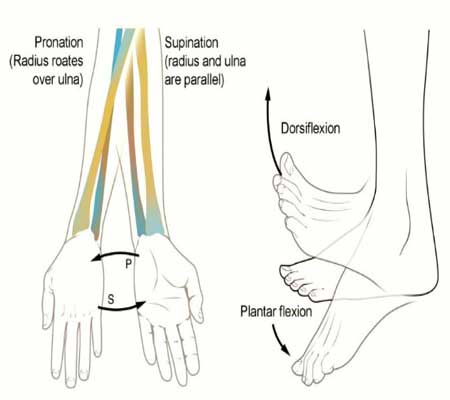 Supination-pronation-movements