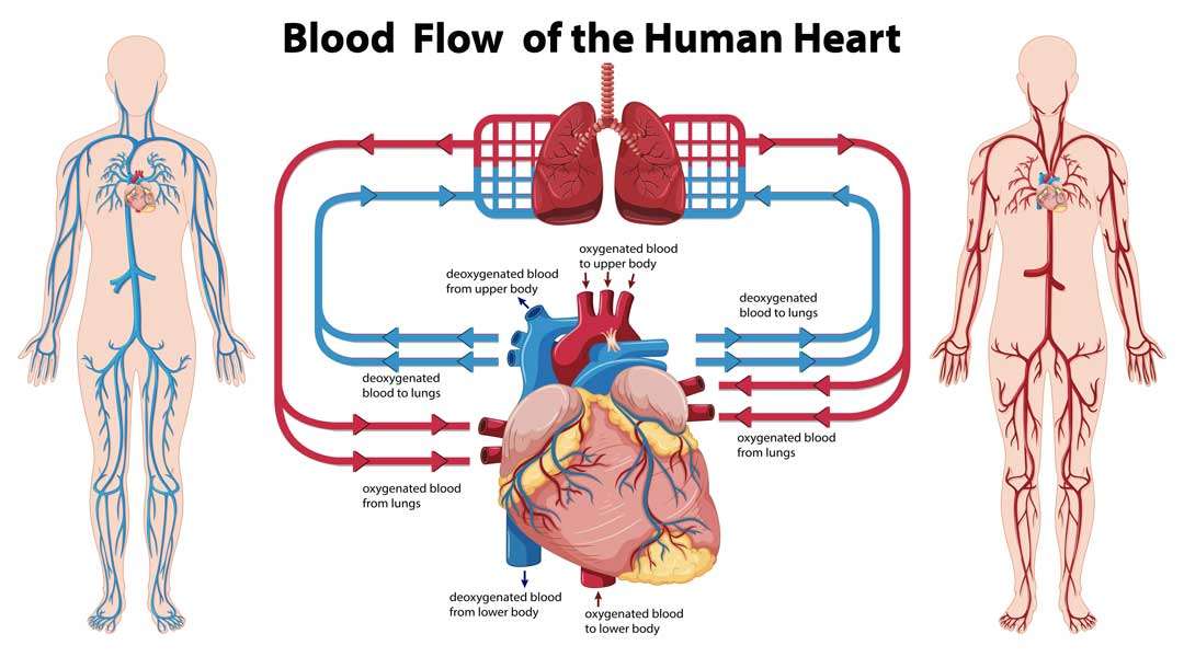 Blood-flow-of-the-heart